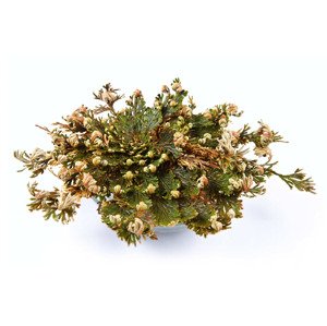 Růže z Jericha - Celá rostlina (Balení obsahuje: 1ks, Varianta: Malá Růže - Průměr do 10 cm)